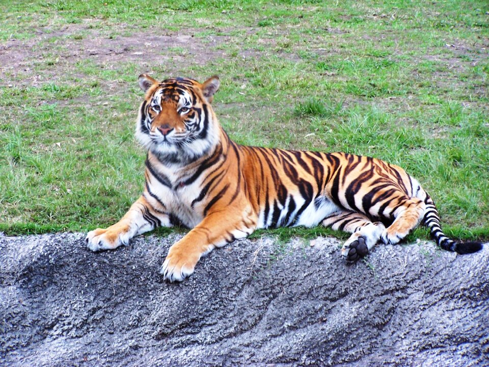 Dreamworld stripes
