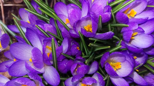Crocus perennial spring flowers photo