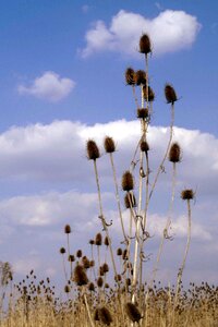 Spring seeds nature
