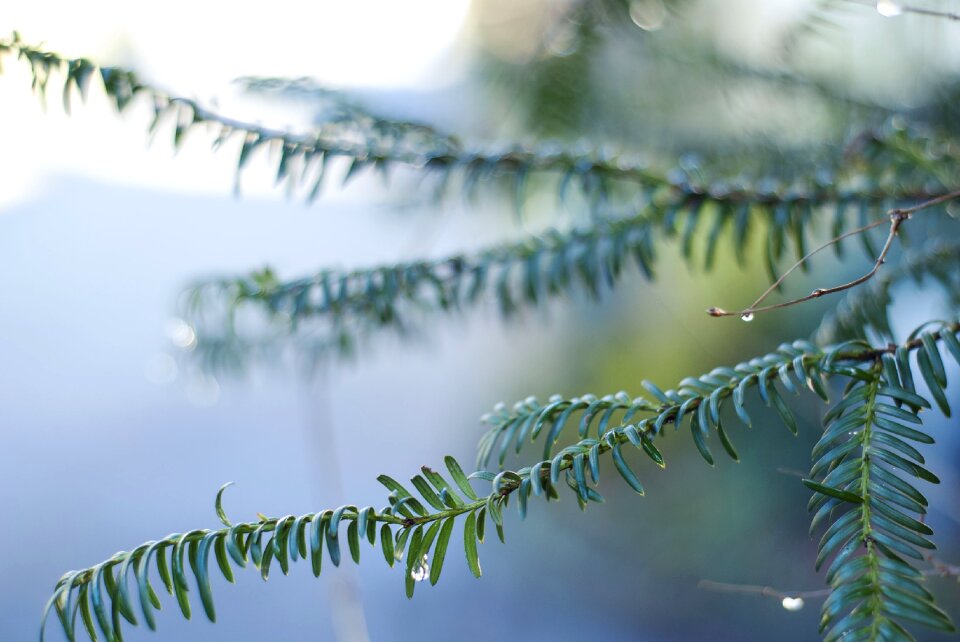 Nature drop of water fir needle