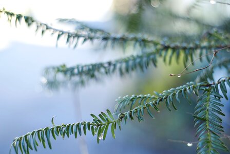 Nature drop of water fir needle photo