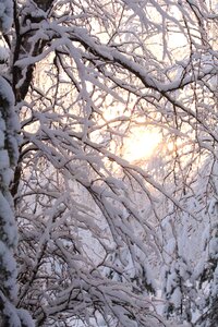 Landscape frost finnish photo