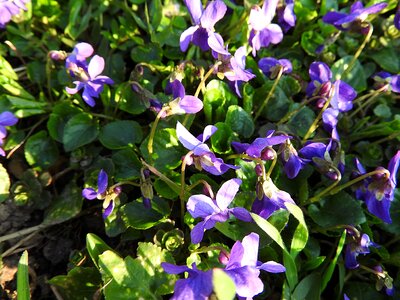 Plant spring wald violet photo