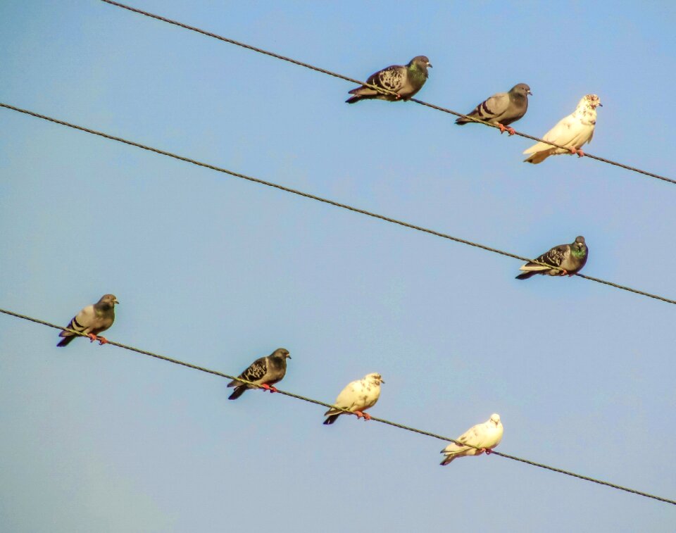 Pigeons resting blue group