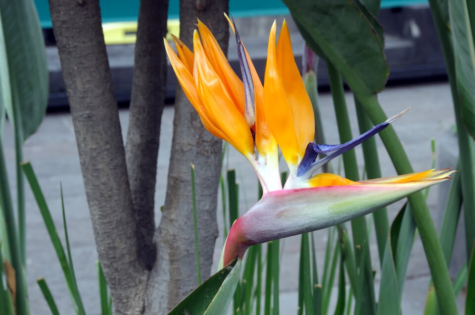 Yellow bird exotic