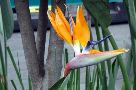 Yellow bird exotic photo