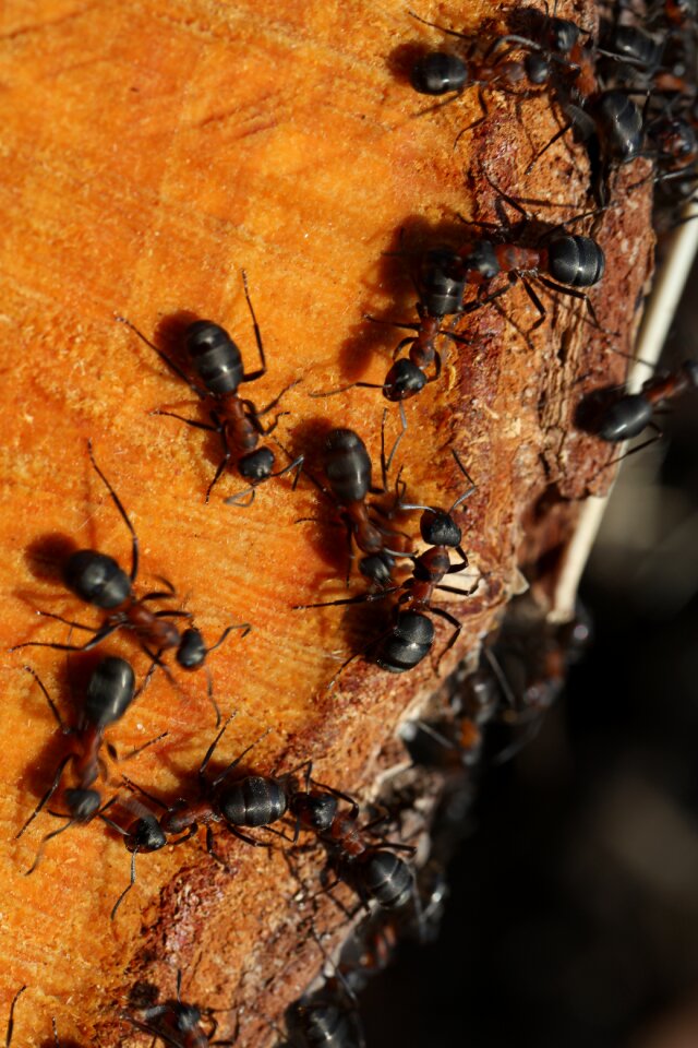 Ants detail nature