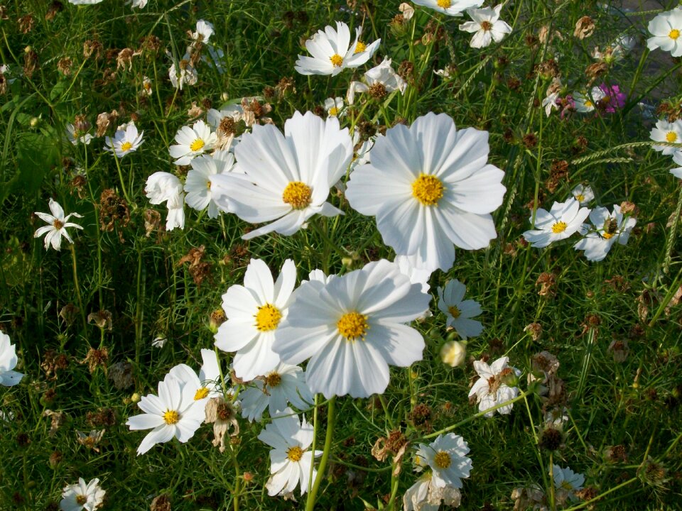 Flower cosmos chrysanthemum