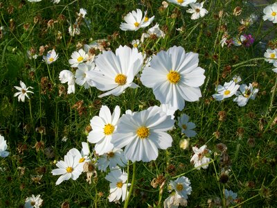 Flower cosmos chrysanthemum