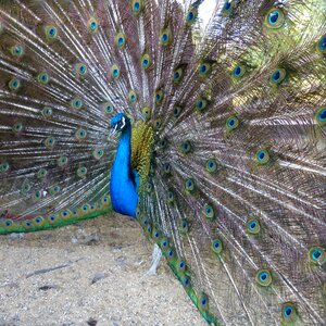 Peacock feathers wheel photo