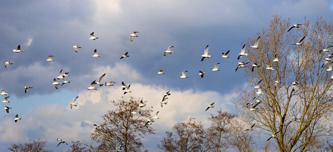 Flying animals free