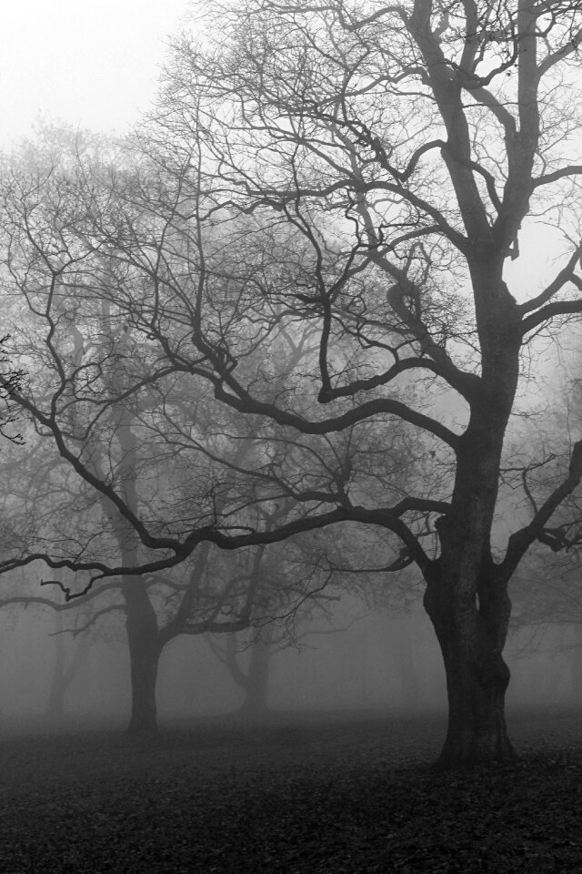 Autumn fog trees