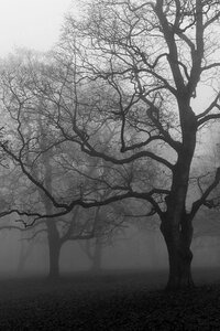 Autumn fog trees