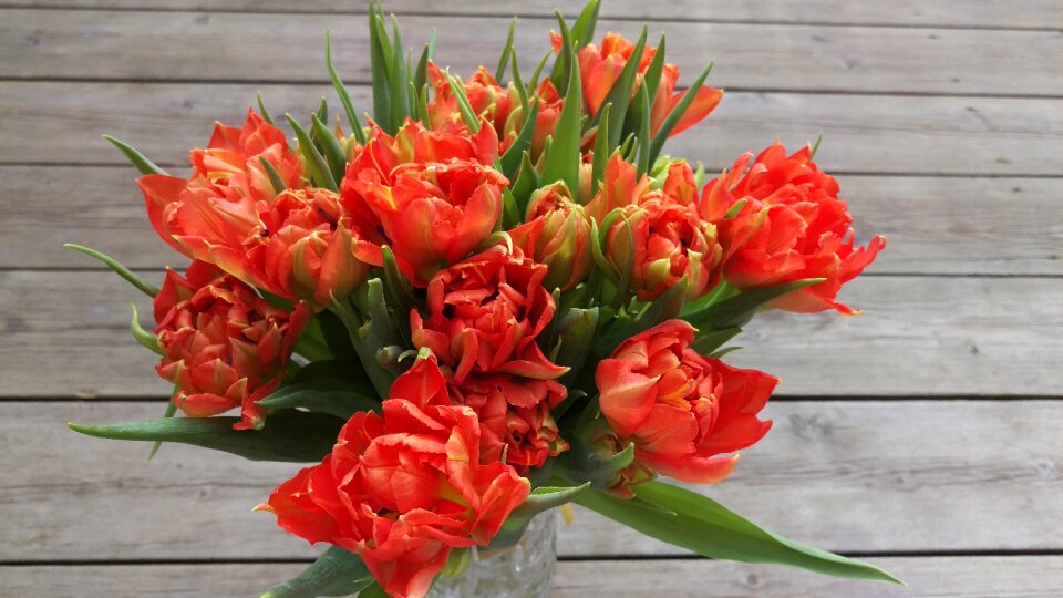 Tulips bouquet flowers