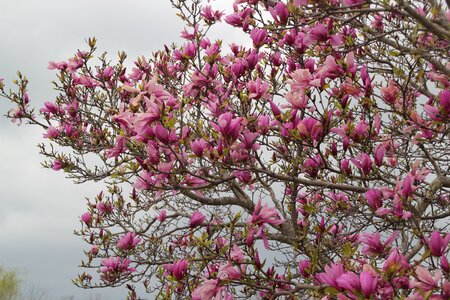 Blossom flora spring