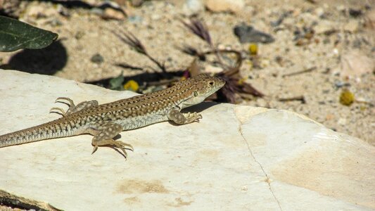 Wildlife nature fauna