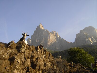 Mountain goat south tyrol schlern