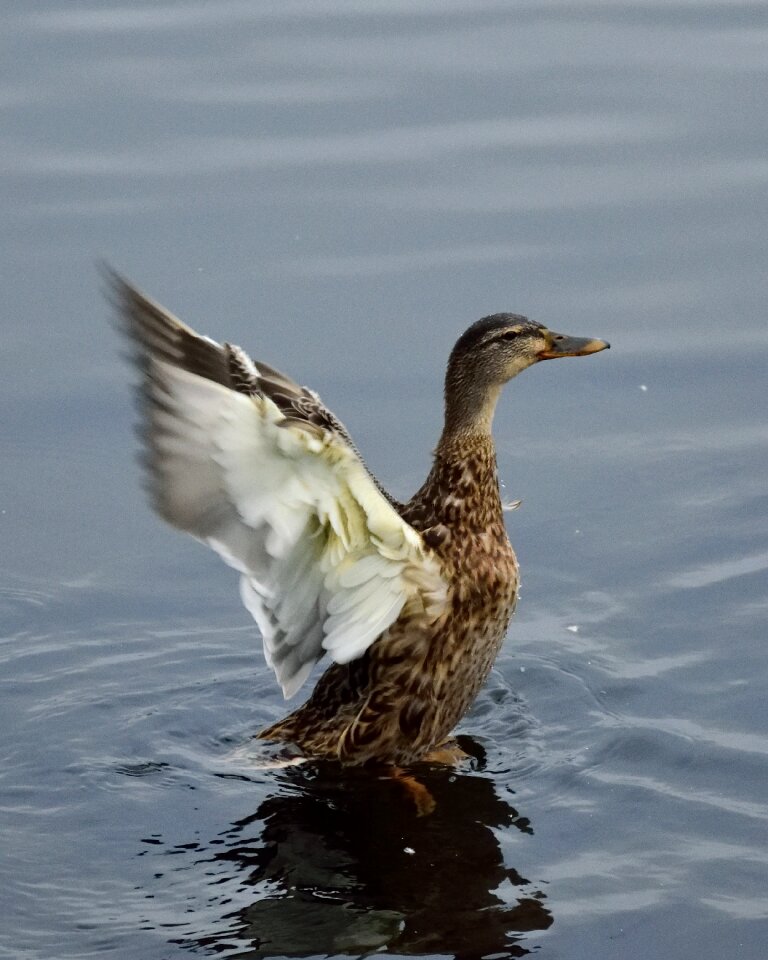 Bird wild birds nature