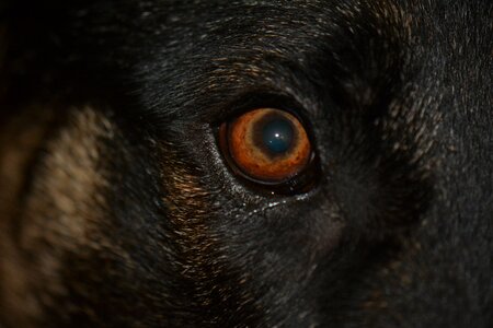 Dog eye brown dog eye photo
