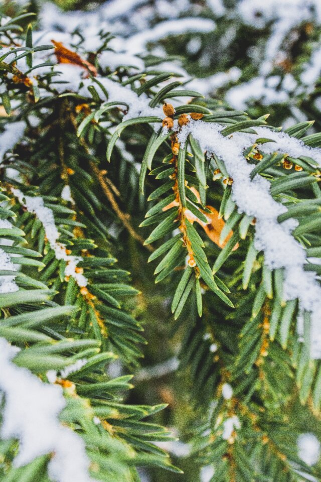 Snow green nature