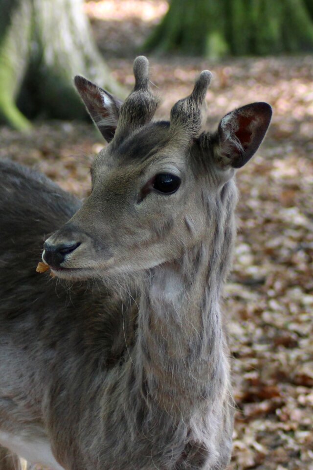 Scheu nature young-stag