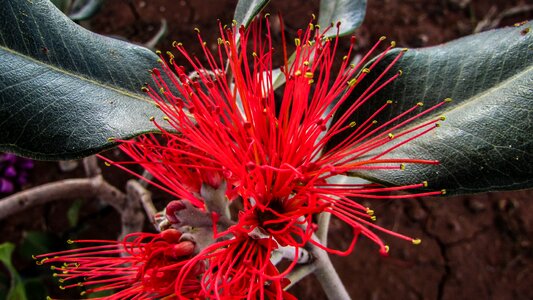 Garden blossom stamens