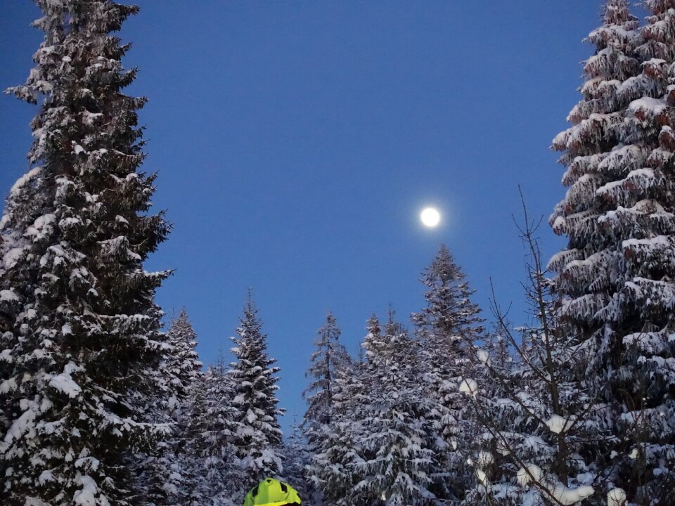 Snow christmas tree night view