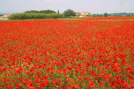 Poppies nature field of poppies photo