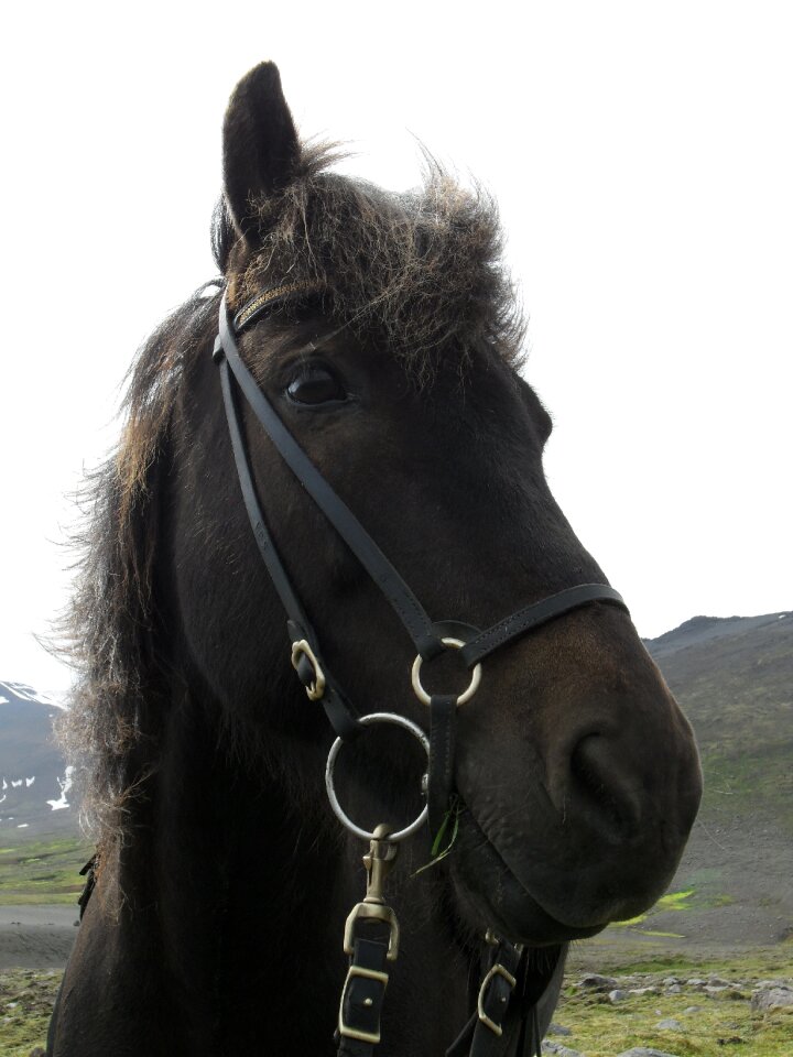 Iceland pony horse bridle