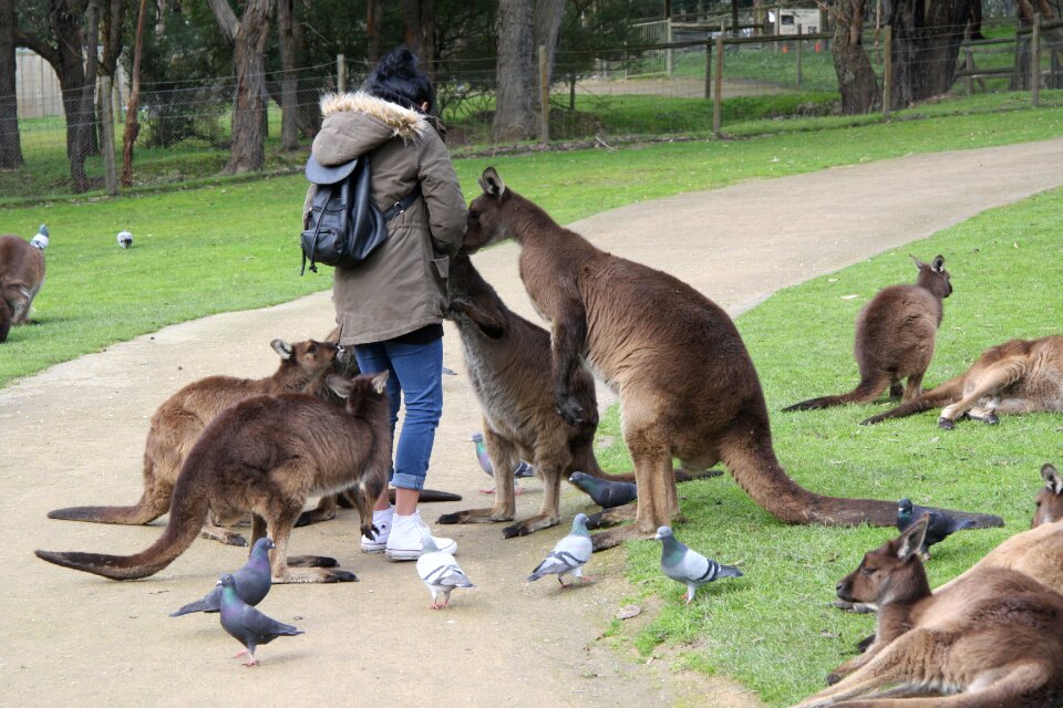 Australia ballarat