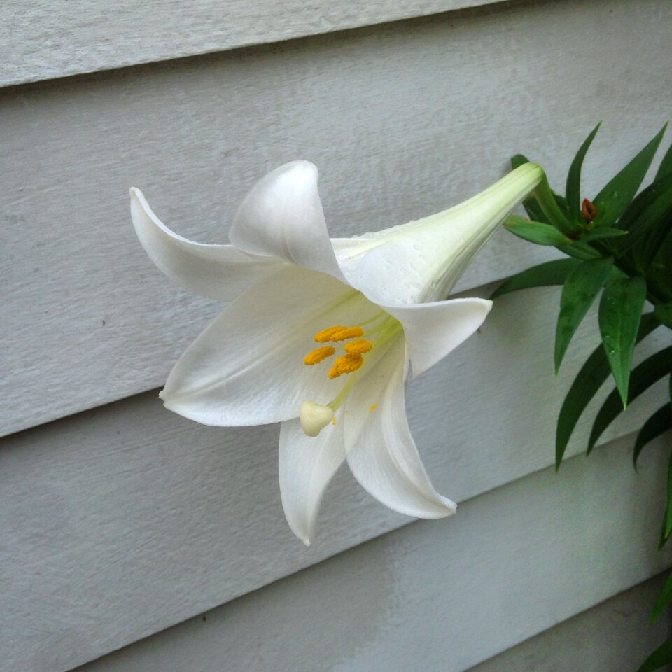 Pollen easter bloom