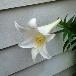 Pollen easter bloom