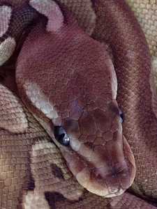 Normal reptile python photo