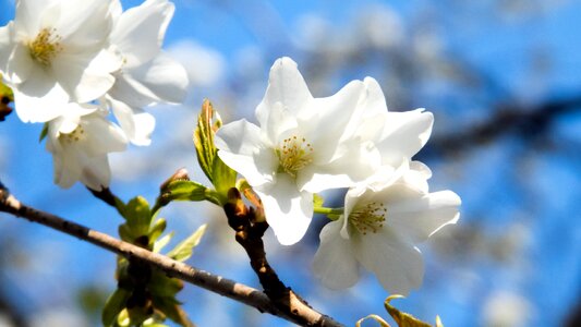 Spring flowers cherry tree blue sky