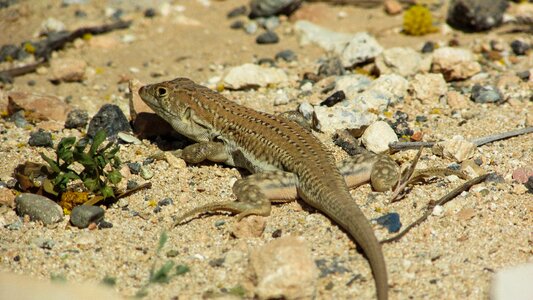 Wildlife nature fauna