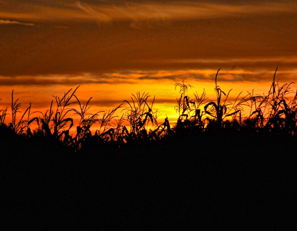 Corn field agriculture photo