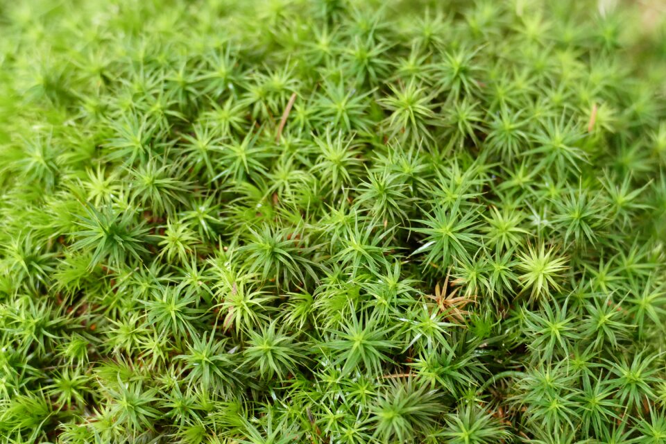 Moss forest nature