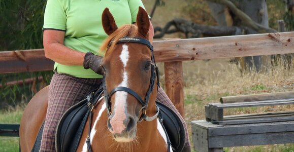 Equestrian horse riding photo