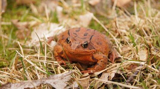 Amphibians orange spring