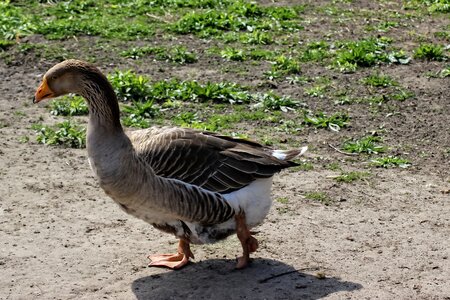 Goose water bird poultry photo
