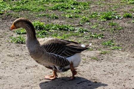 Goose water bird poultry