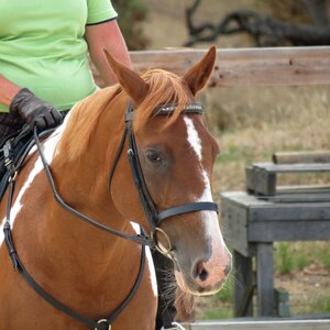 Horse head equestrian