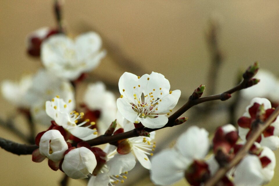 Brown white macro photo