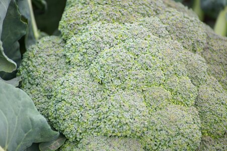 Fruits and vegetables agriculture food