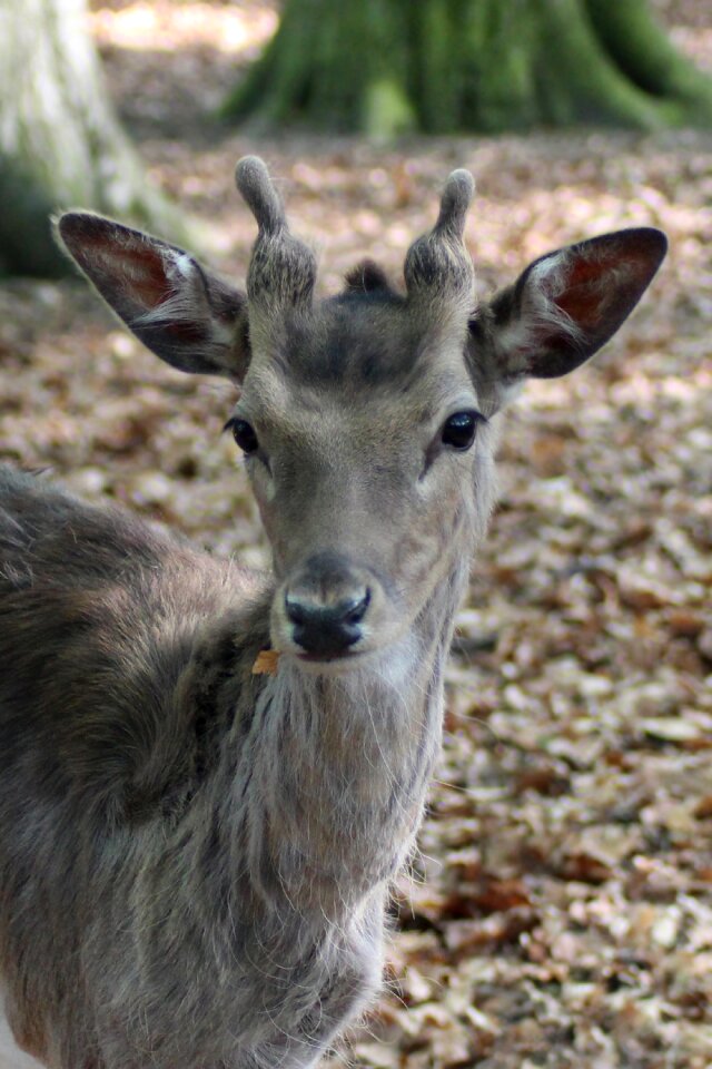 Scheu nature young-stag