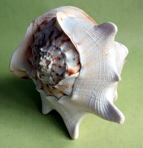 Seashell ocean snail