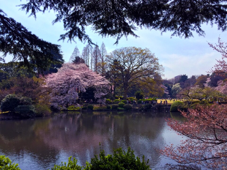 Nature blossom tree