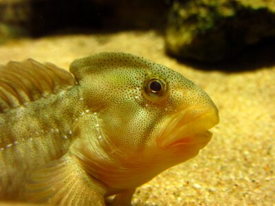 Fish freshwater fish aquarium photo