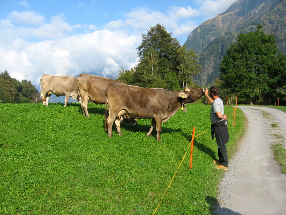 Animal lover cattle switzerland