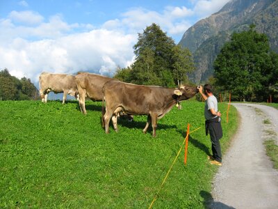 Animal lover cattle switzerland photo